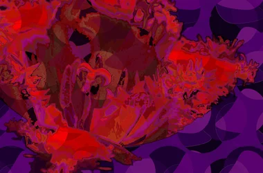 Rote Tulpe